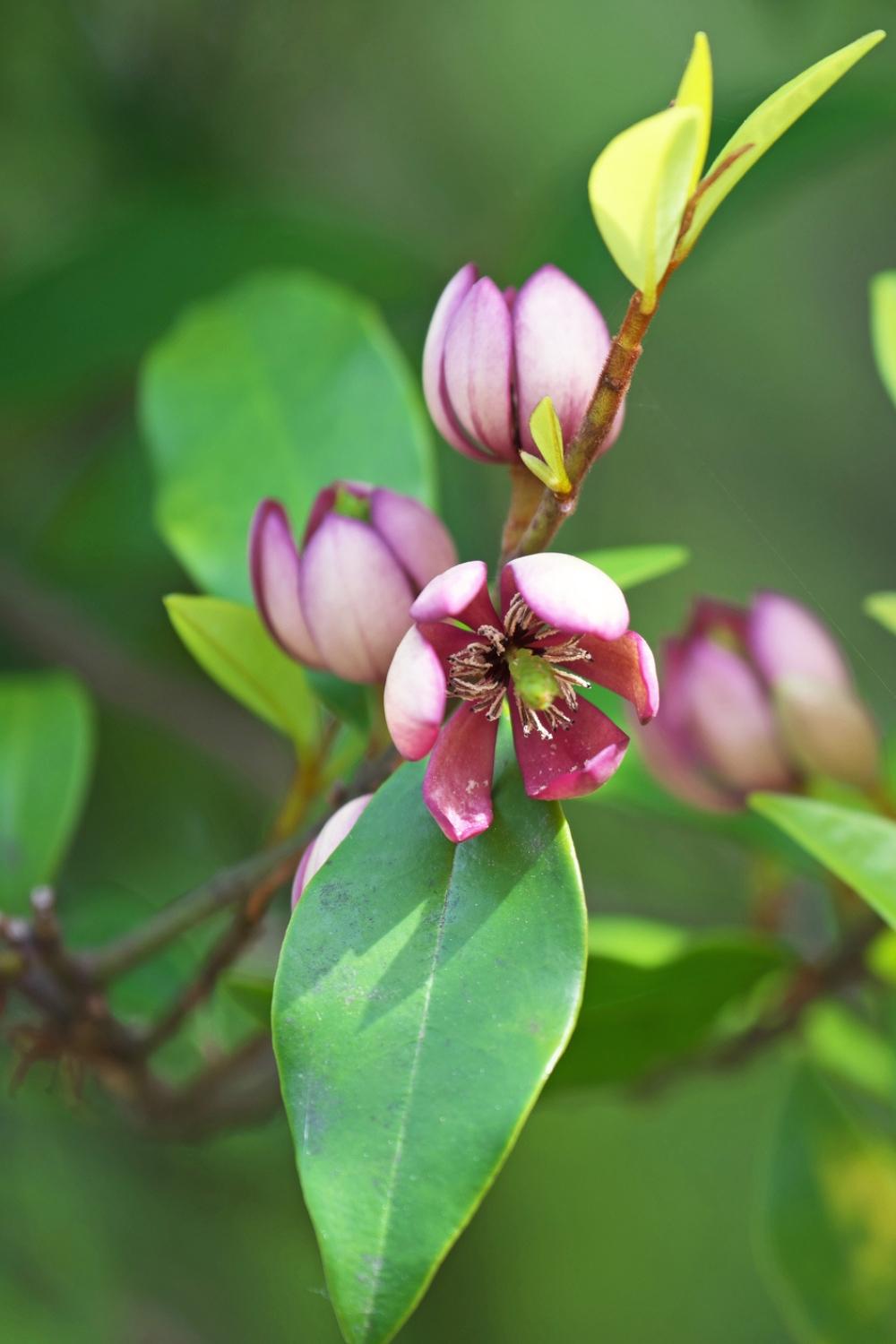 Michelia Lady of the Night (Port-Wine Magnolia)