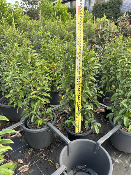 Michelia Figo 'Stellar Ruby' (Stellar Ruby Port Wine Magnolia)