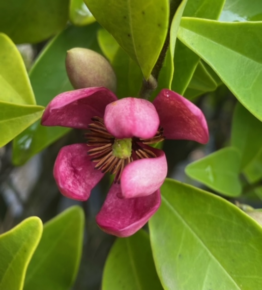 Michelia Figo (Port Wine Magnolia)