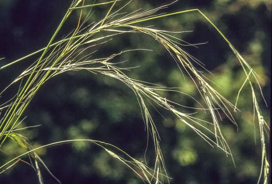 Microlaena stipoides (Weeping Grass)