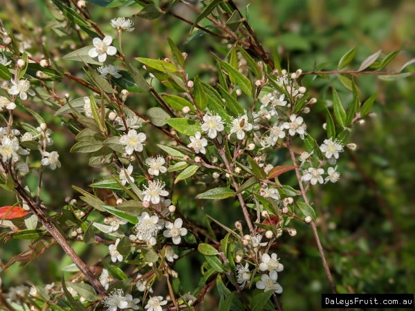 Austromyrtus Dulcis (Midyim Berry)
