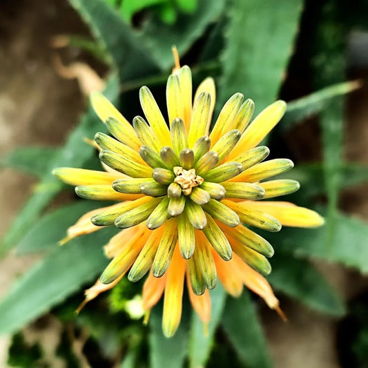 Aloe hybrid (AL02) Mighty Gold™ (Mighty Gold Aloe)