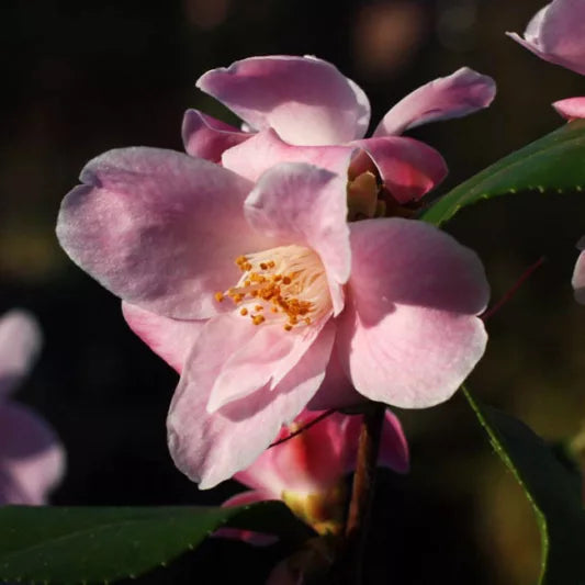 Camellia ‘Minato No Akebono’
