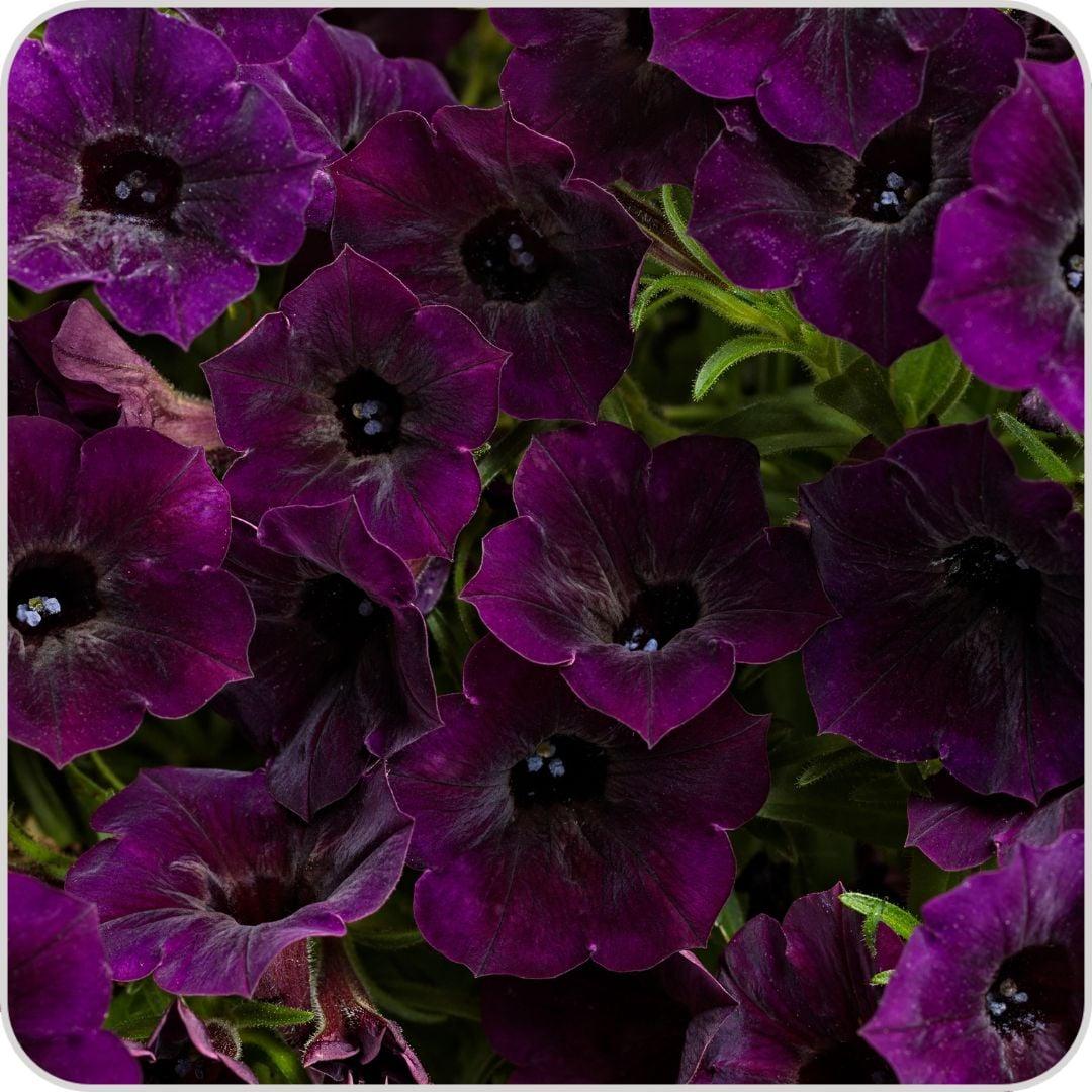 Petunia ‘Supertunia Mini Vista Midnight’ (Mini Vista Midnight Petunia)