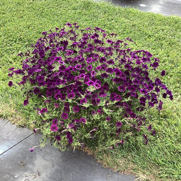 Petunia ‘Supertunia Mini Vista Midnight’ (Mini Vista Midnight Petunia)