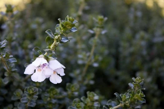 Prostanthera cuneatus ‘Cool Mint™’ – Mint Bush