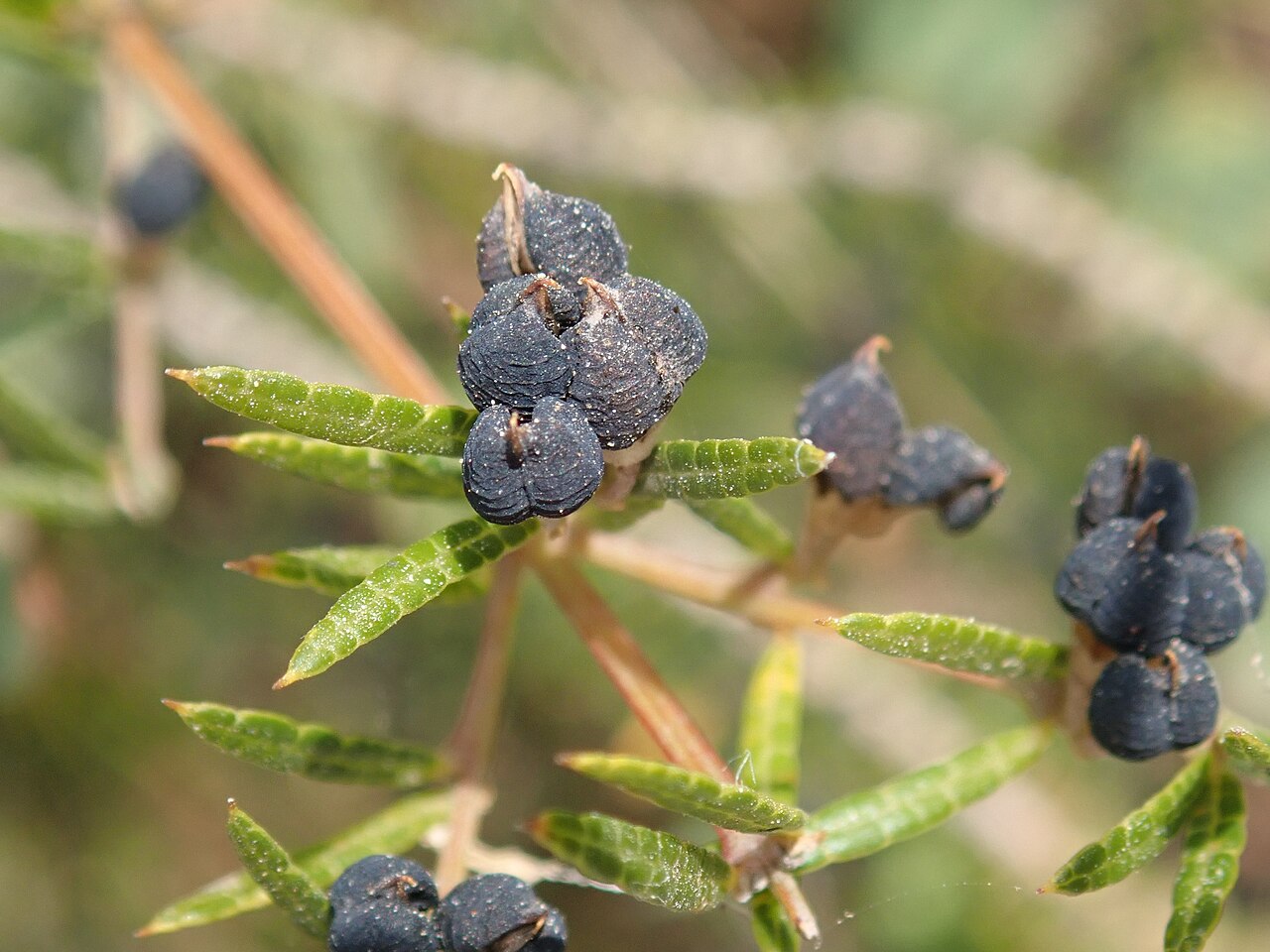 Mirbelia rubiifolia (Heathy Mirbelia)