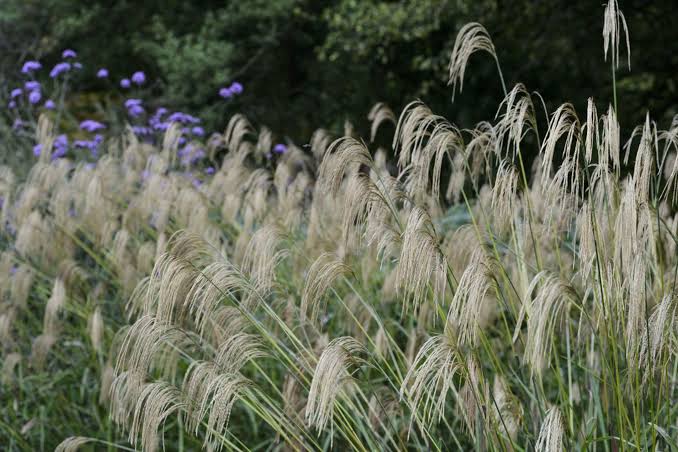Miscanthus Nepalensis (Nepalese Silver Grass)