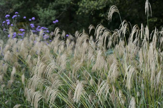 Miscanthus Nepalensis (Nepalese Silver Grass)
