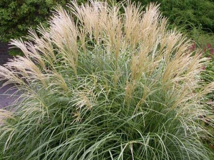 Miscanthus Sinensis ‘Sarabande’ (Maiden Grass)