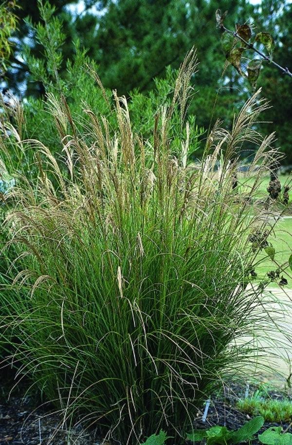 Miscanthus Sinensis ‘Sarabande’ (Maiden Grass)