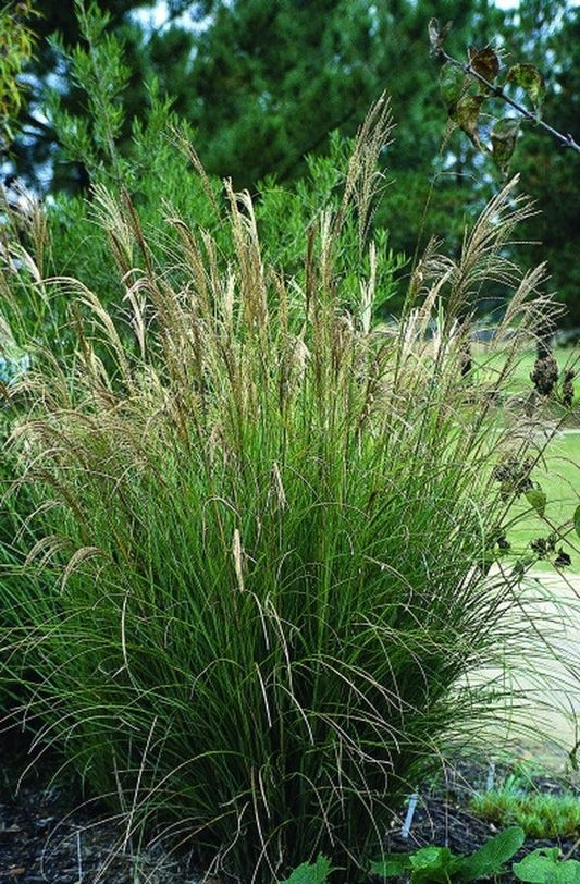 Miscanthus Sinensis ‘Sarabande’ (Maiden Grass)