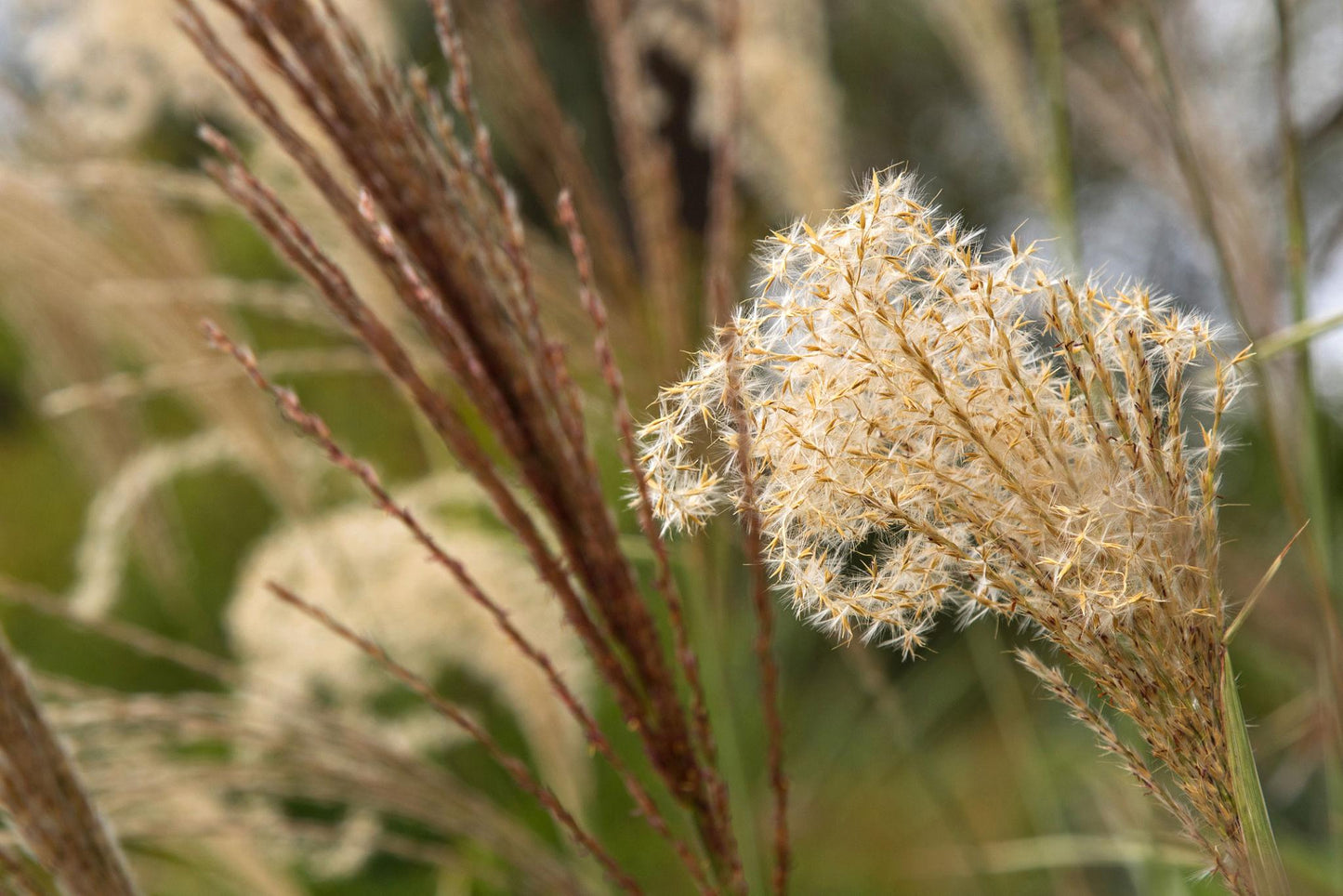 Miscanthus Sinensis ‘Sarabande’ (Maiden Grass)