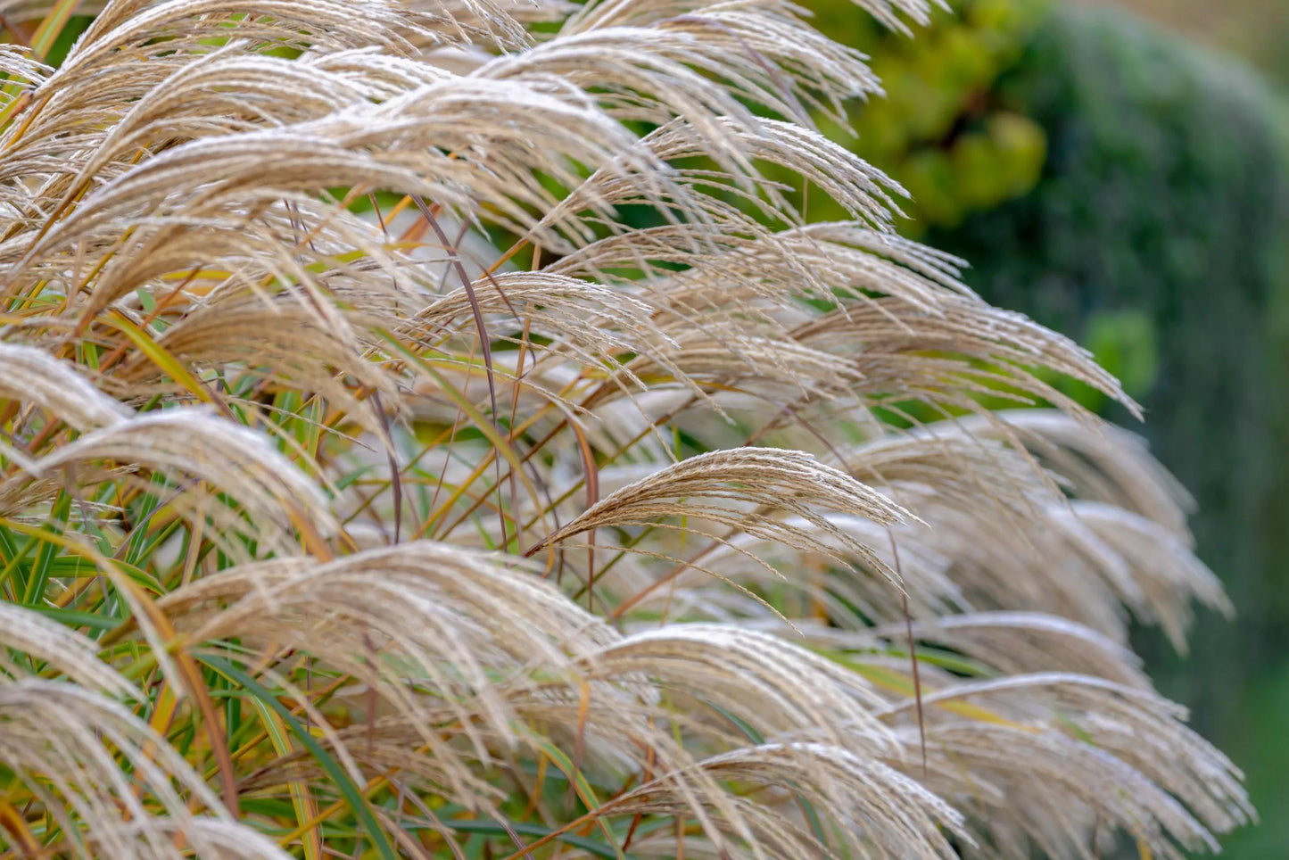 Miscanthus Sinensis ‘Sarabande’ (Maiden Grass)