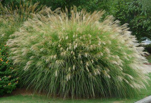 Miscanthus Sinensis ‘Sarabande’ (Maiden Grass)