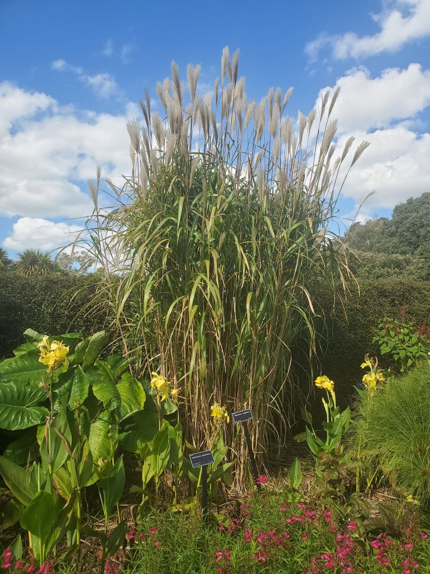 Miscanthus Giganteus (Giant Silver Grass)