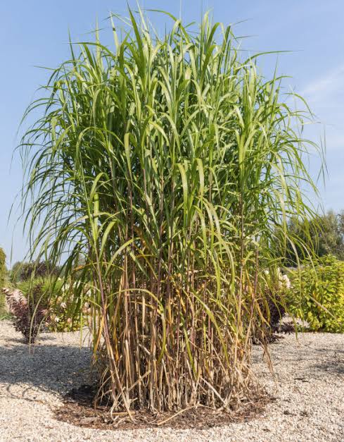 Miscanthus Giganteus (Giant Silver Grass)