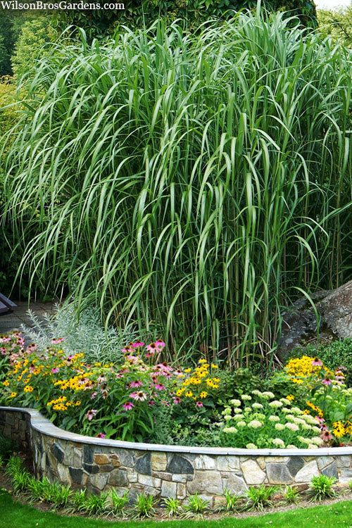 Miscanthus Giganteus (Giant Silver Grass)