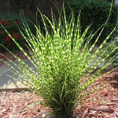 Miscanthus Sinensis ‘Gold Bar’ (Gold Bar Maiden Grass)