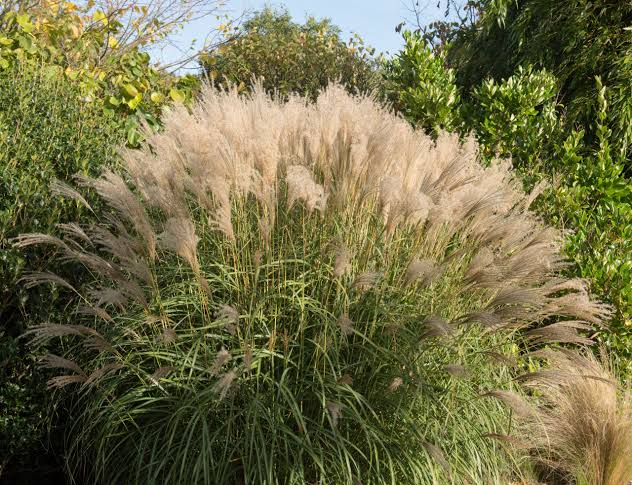 Miscanthus Sinensis ‘Gracillimus’ (Maiden Grass / Silver Feather Grass)
