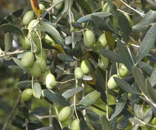 Olea europaea 'Miniolea' (Miniolea Olive)