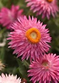 Bracteantha Bracteata (Mohave Pink Strawflower)