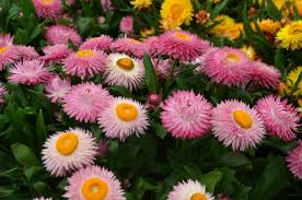 Bracteantha Bracteata (Mohave Pink Strawflower)