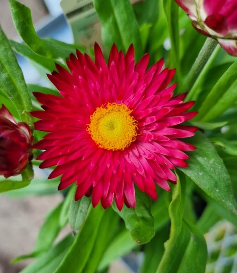 Bracteantha Bracteata (Mohave Purple Red Strawflower)