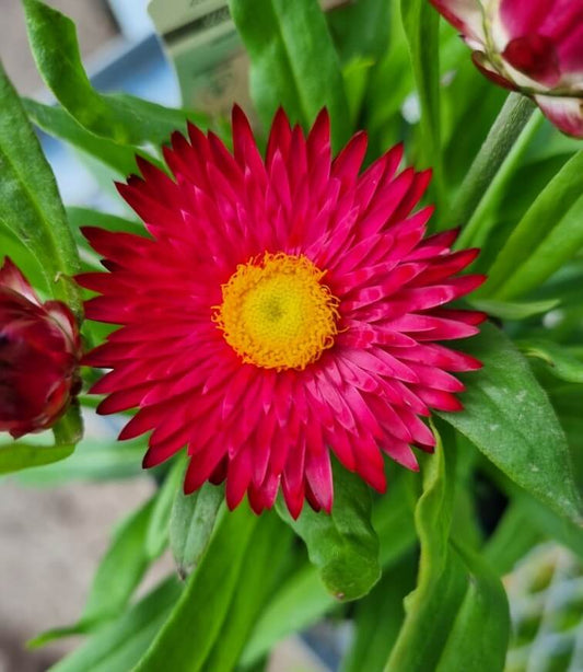 Bracteantha Bracteata (Mohave Purple Red Strawflower)