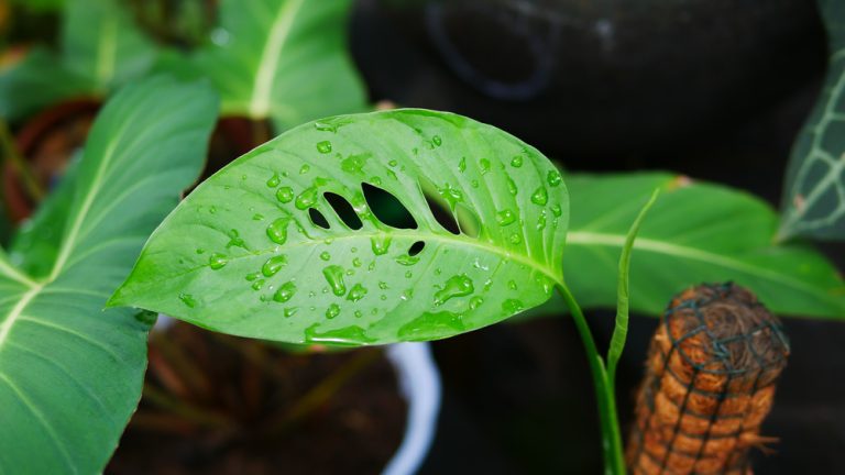 Monstera adansonii var. laniata ‘Totem Poles’ – Swiss Cheese Vine