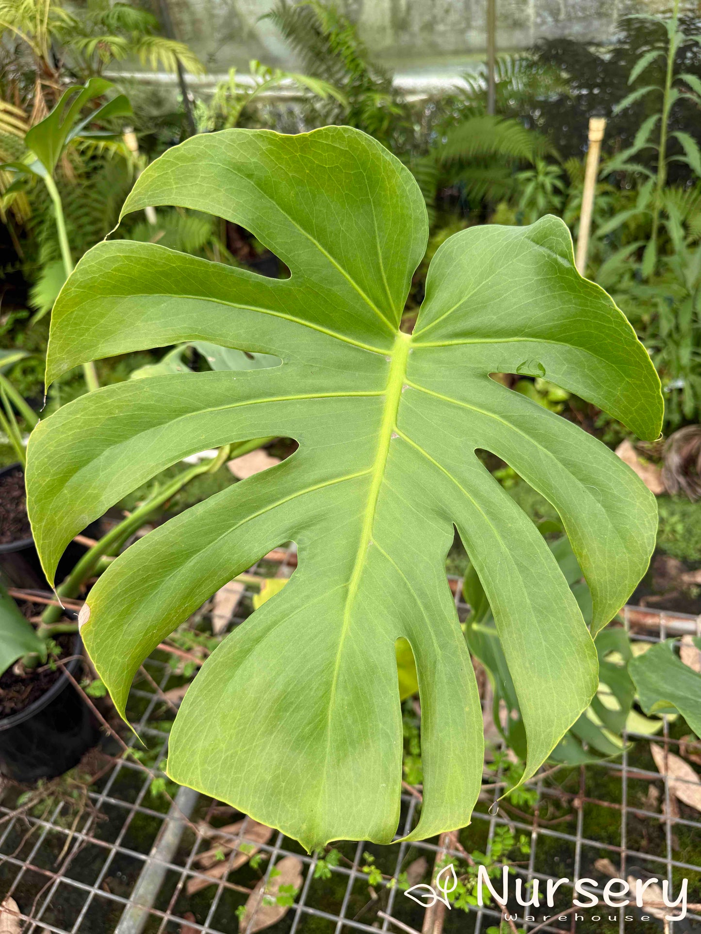 wide leaf swiss cheese plant Swiss Cheese Plant – Iconic Indoor Foliage for Tropical Style