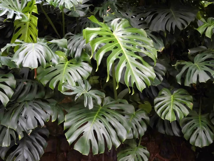 Monstera deliciosa (Swiss Cheese Plant)