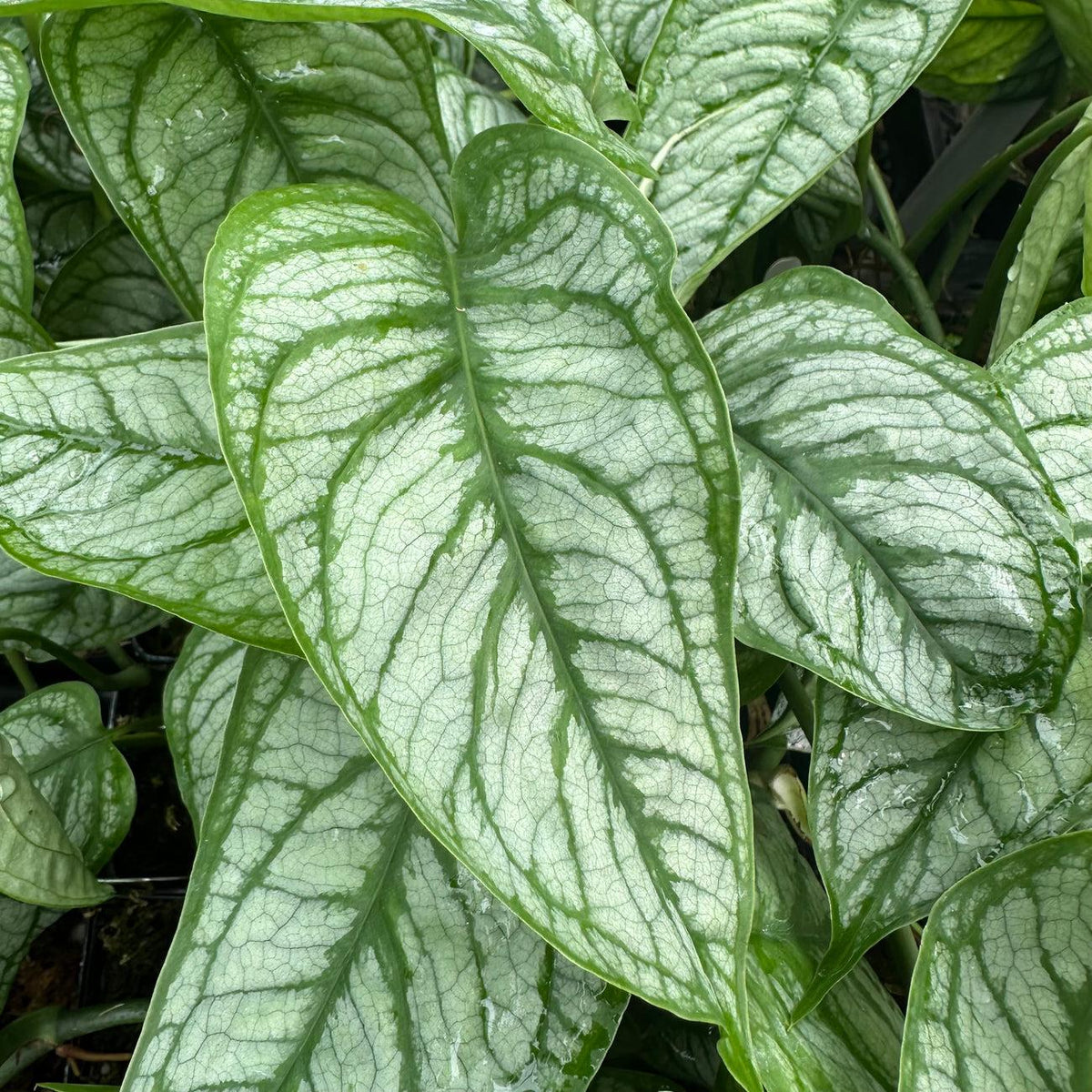 Monstera Siltepecana ‘El Salvador’ (El Salvador Silver Monstera)