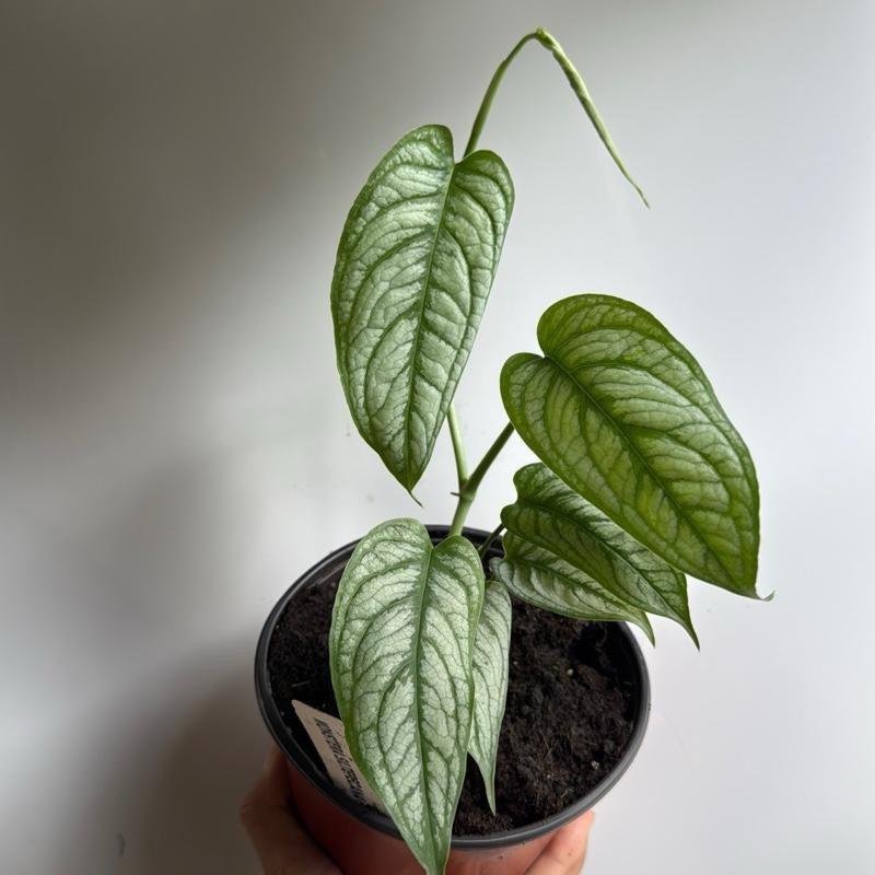 Monstera Siltepecana ‘El Salvador’ (El Salvador Silver Monstera)