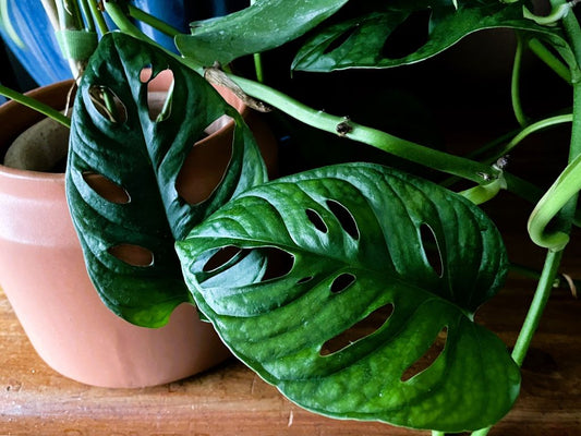 Monstera adansonii ‘Mini’ (Mini Monstera)