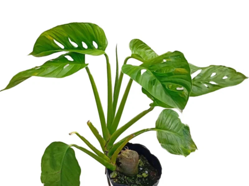 Monstera adansonii var. laniata ‘Totem Poles’ – Swiss Cheese Vine