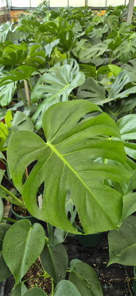 Monstera Deliciosa (Swiss Cheese Plant)
