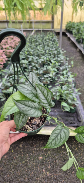 Monstera Siltepecana (Silver Monstera)
