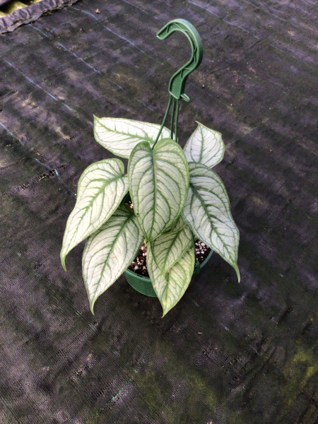 Monstera Siltepecana ‘El Salvador’ (El Salvador Silver Monstera)