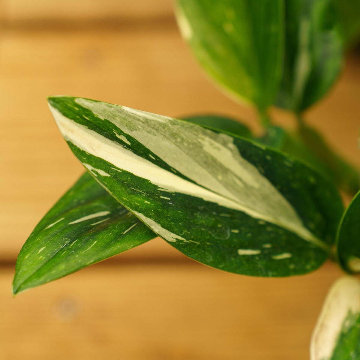 Monstera Standleyana 'Variegata' (Variegated Cobra Monstera)