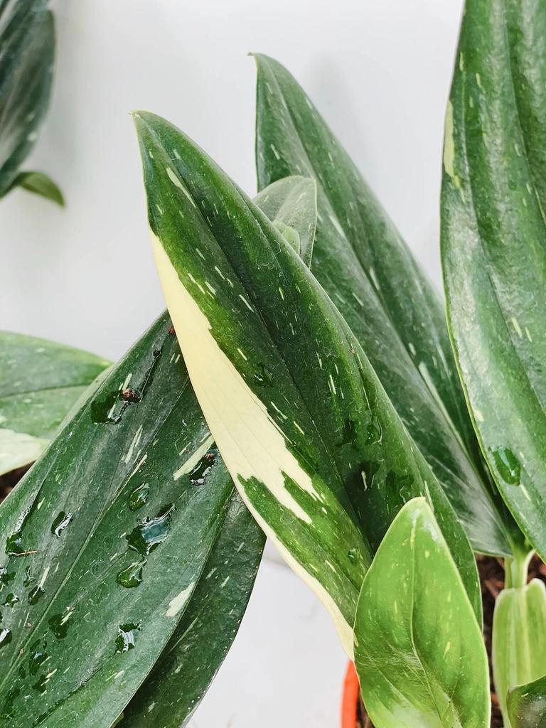 Monstera Standleyana 'Variegata' (Variegated Cobra Monstera)