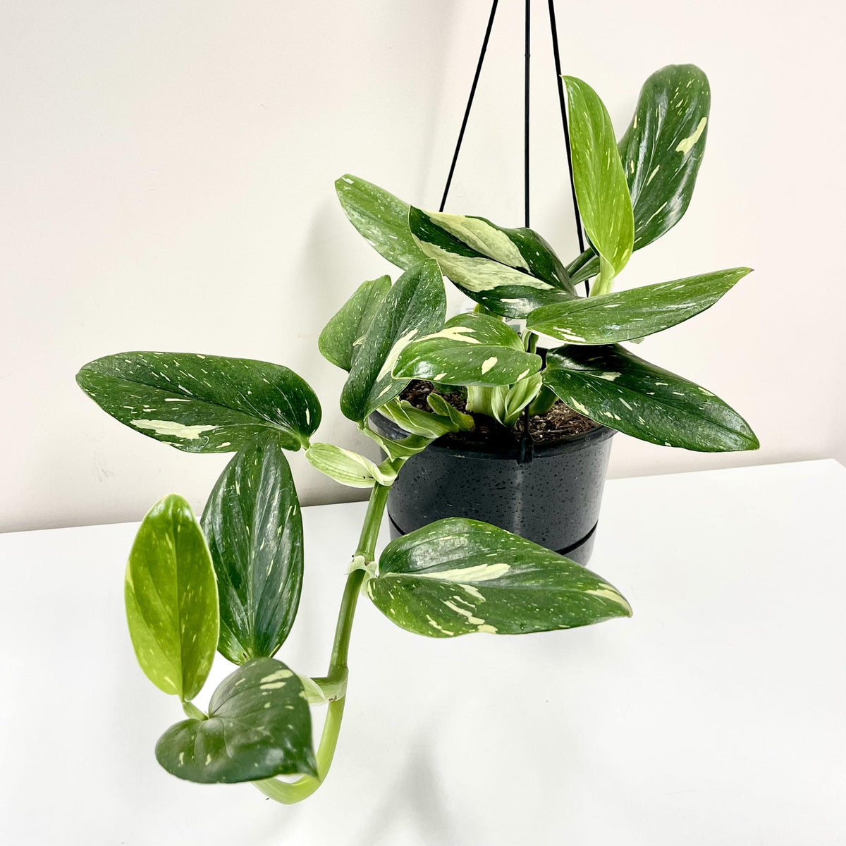 Monstera Standleyana 'Variegata' (Variegated Cobra Monstera)