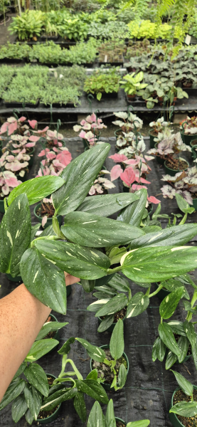 Monstera Standleyana 'Variegata' (Variegated Cobra Monstera)