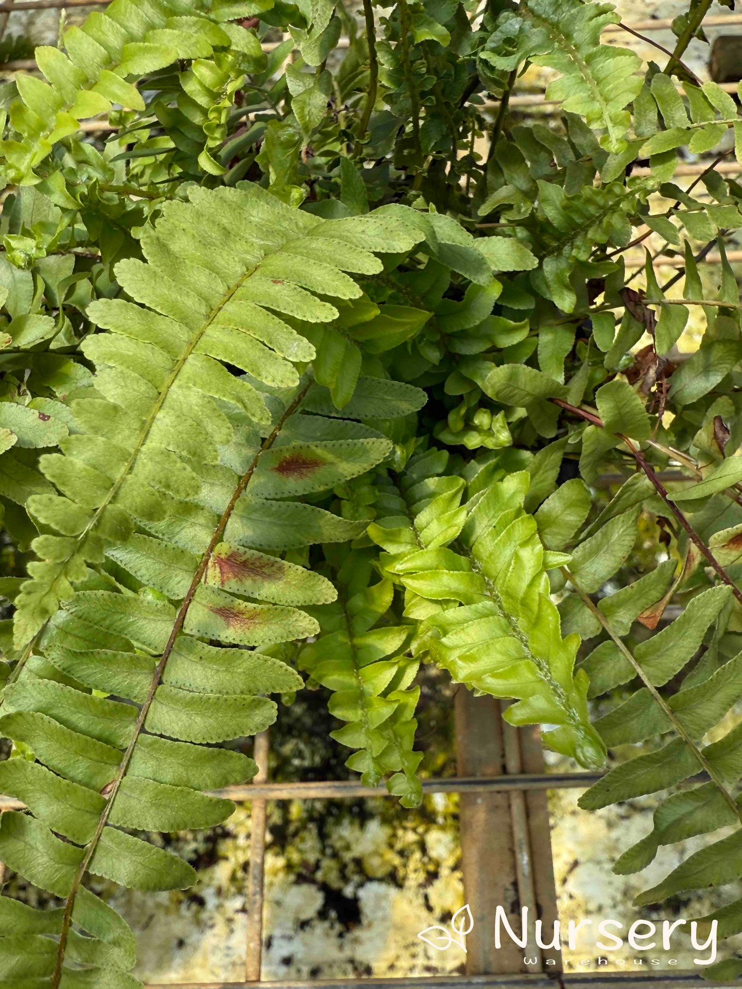 Nephrolepis Exaltata 'Montana' (Boston Fern 'Montana' | overgrown, has new shoots and marks on foliage)