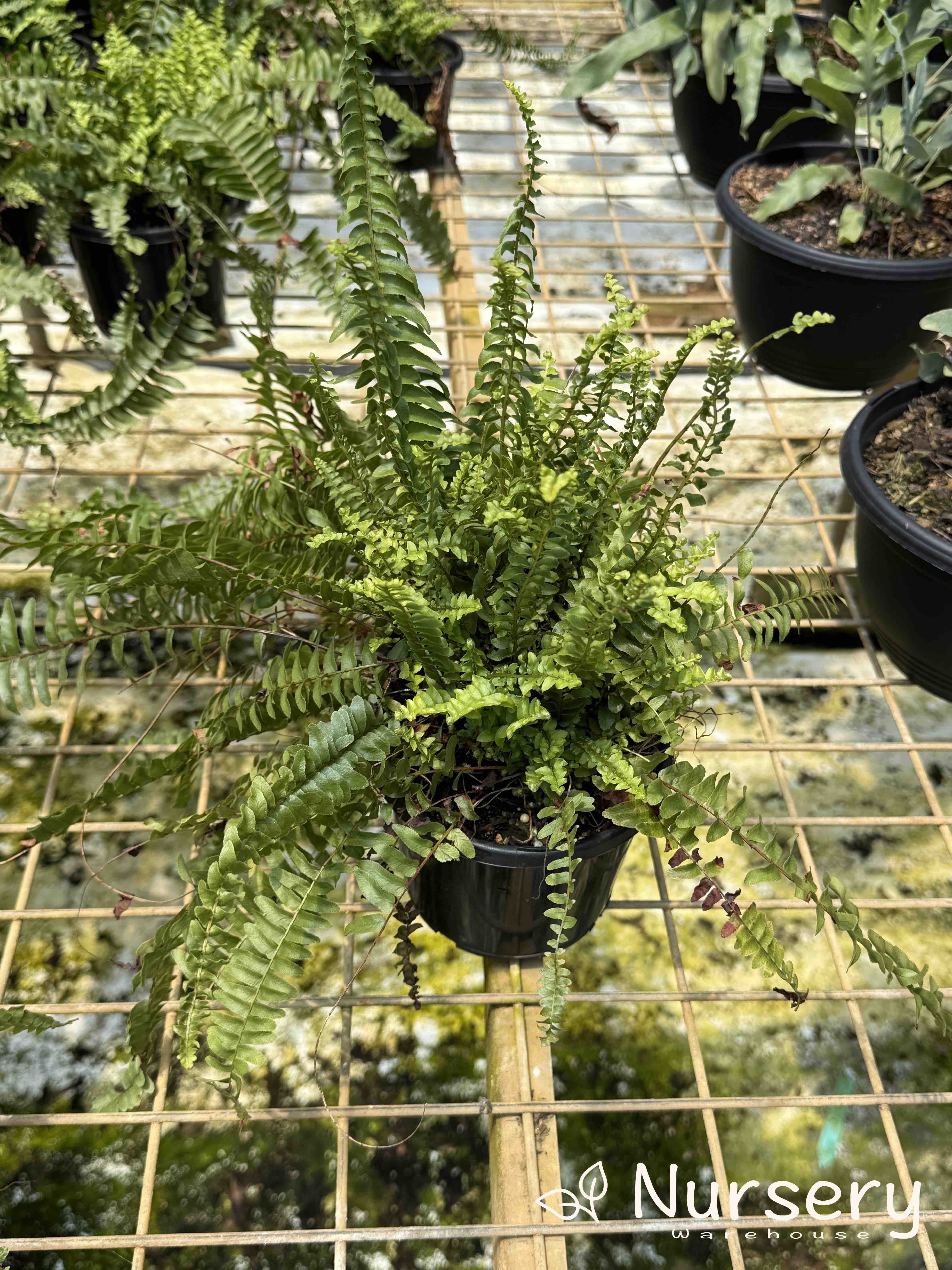 Nephrolepis Exaltata 'Montana' (Boston Fern 'Montana' | overgrown, has new shoots and marks on foliage)