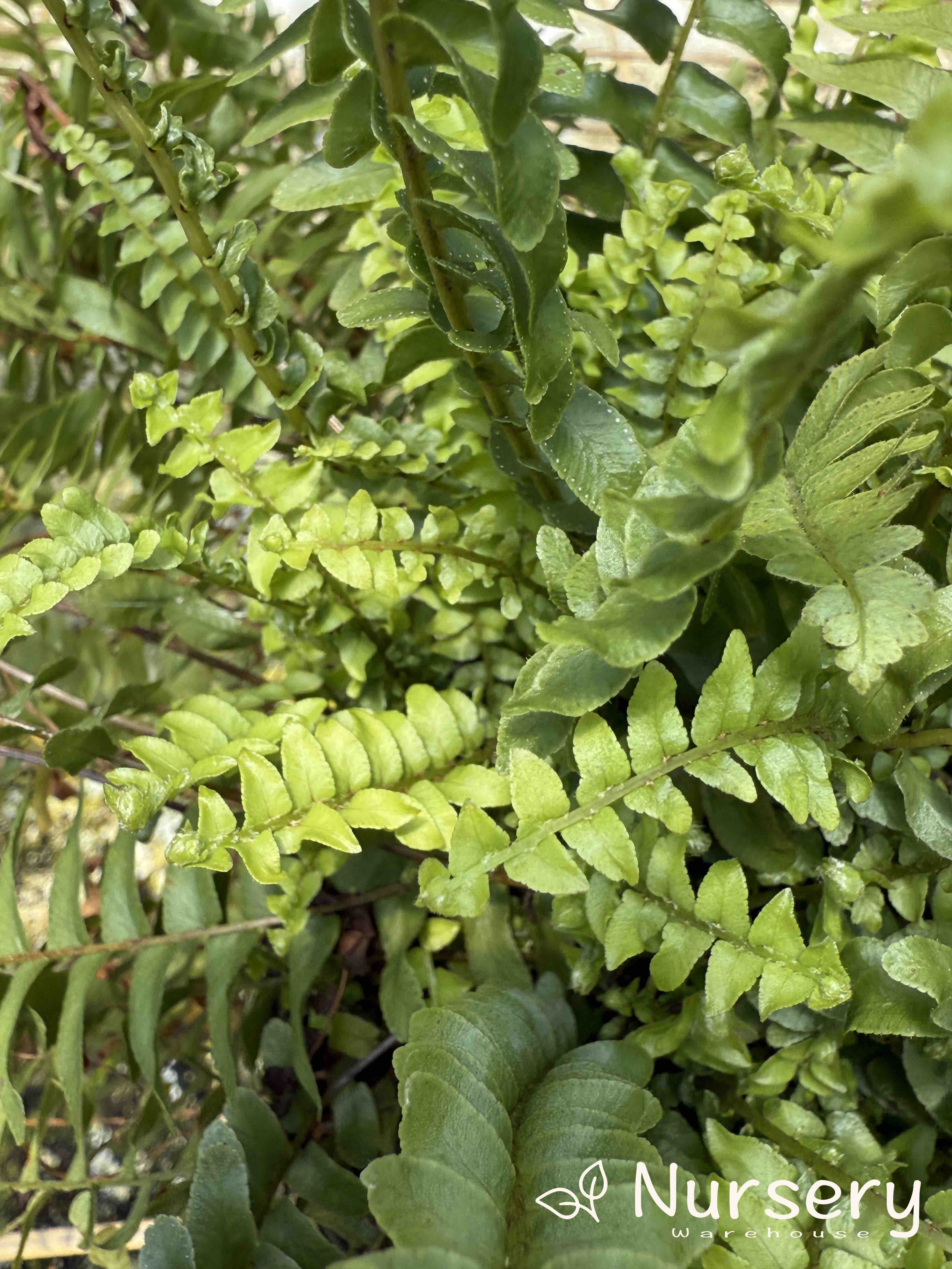 Nephrolepis Exaltata 'Montana' (Boston Fern 'Montana' | overgrown, has new shoots and marks on foliage)