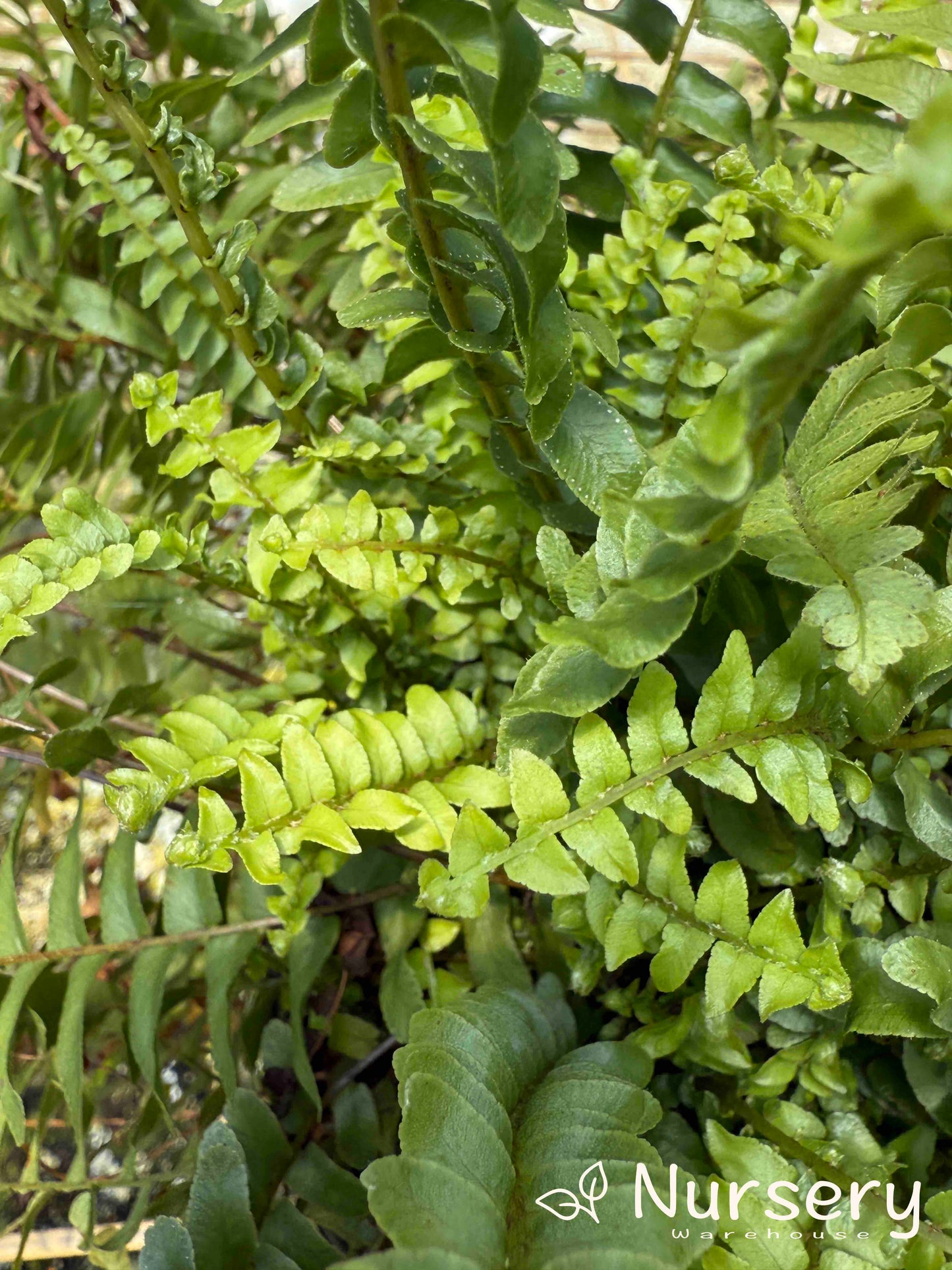 Nephrolepis Exaltata 'Montana' (Boston Fern 'Montana' | overgrown, has new shoots and marks on foliage)