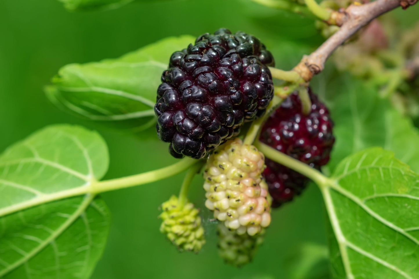 Morus Nigra (Black Mulberry)