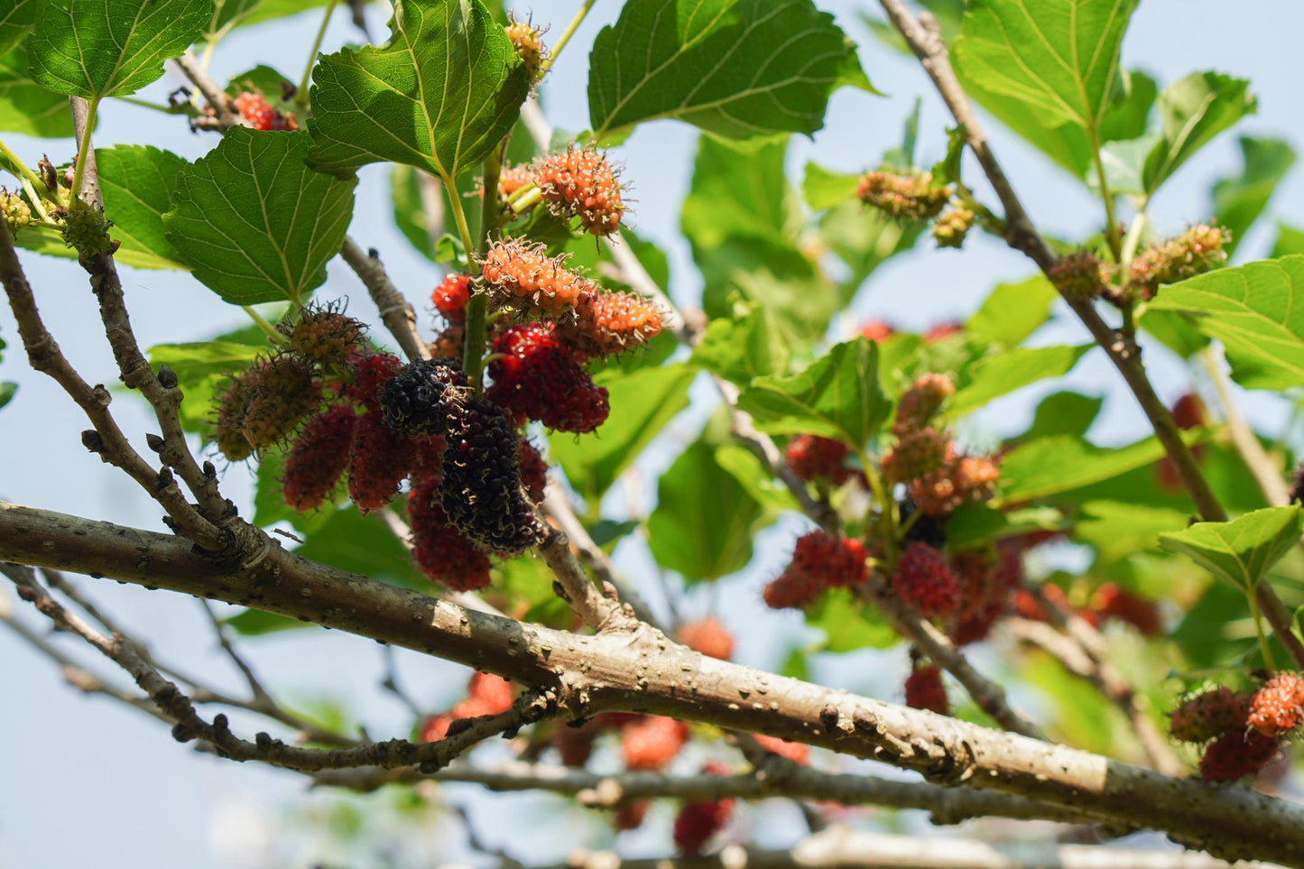 Morus Nigra (Black Mulberry)