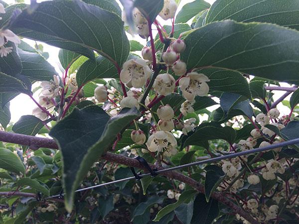 Actinidia Arguta (Kiwiberry)